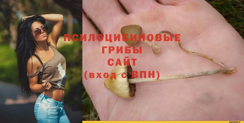 где купить   Выкса  Псилоцибиновые грибы Psilocybine cubensis 